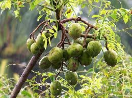 Ambarella (Indian Hog Plum)